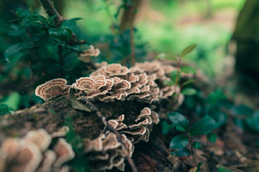 Tail Mushrooms